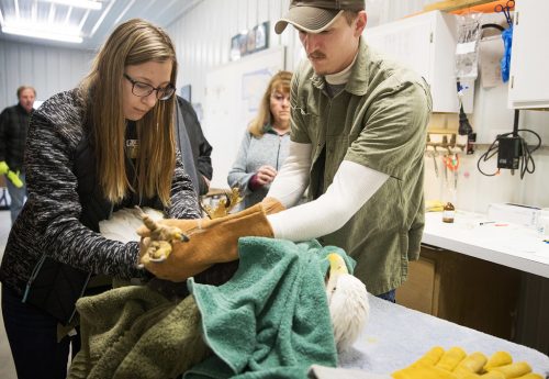 A specialist treating a bird with lead poisoning
