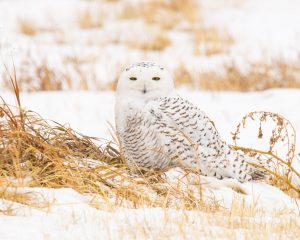 A snowy owl sitting on the ground