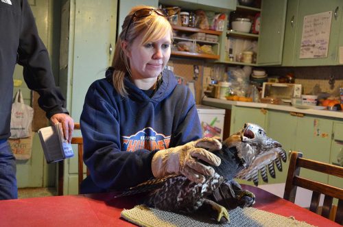 A volunteer holding a raptor