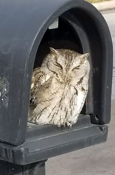 An owl sitting in a mailbox