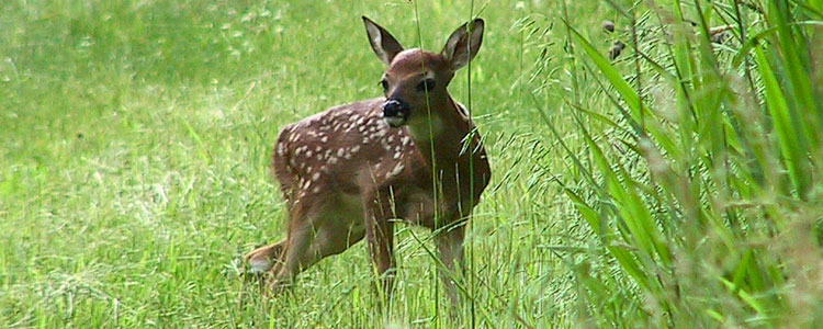 A picture of a fawn walking through the brush