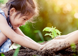 A picture of a little girl planting a plant
