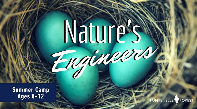 A picture of a robins nest with the text overlay "nature's engineers"