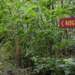 Piucture of a trail in the forset with a sign that says "ridge trail"