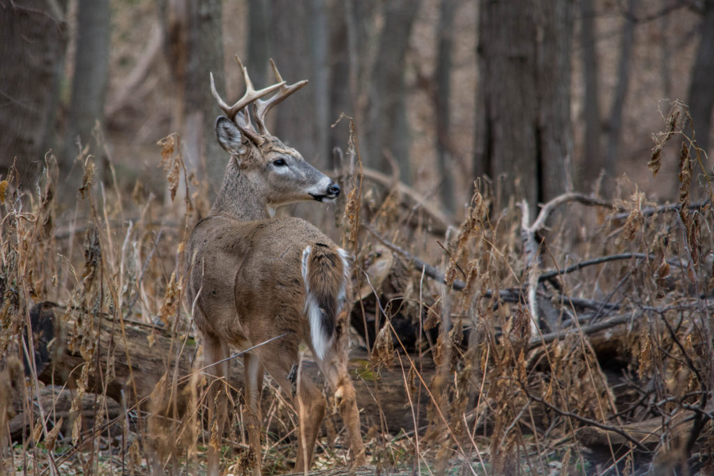 Picture of a deer in the brush