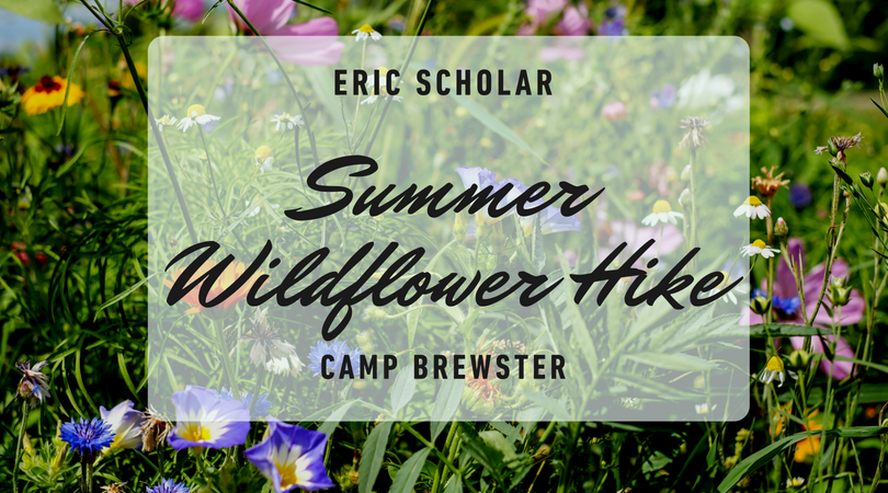 Eric Scholar's "summer wildflower hike" at camp brewster