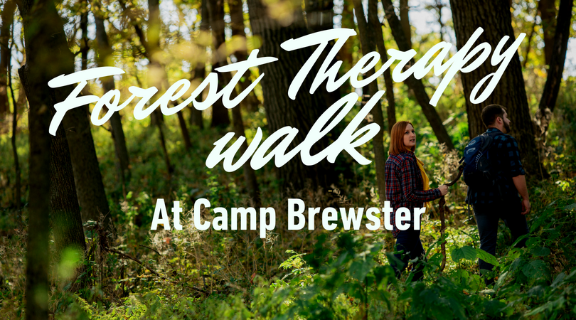 Picture of a forest with the text overlay "forest therapy walk at camp brewster"
