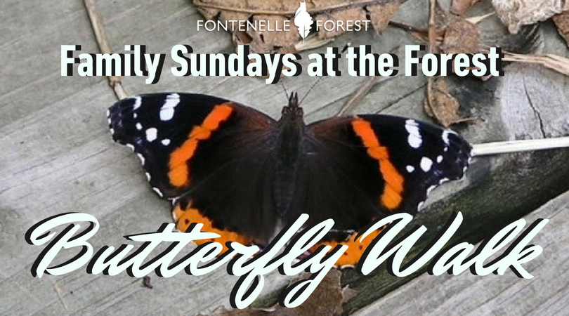 Family Sundays at the Forest Butterfly Walk graphic