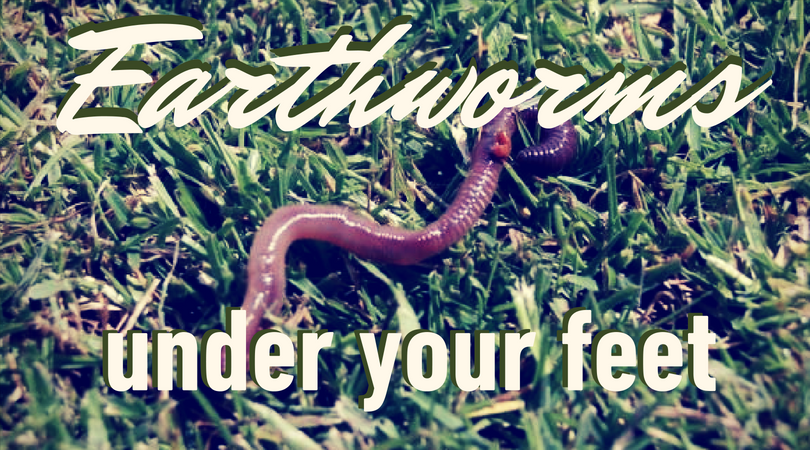 Earthworms Under your Feet graphic