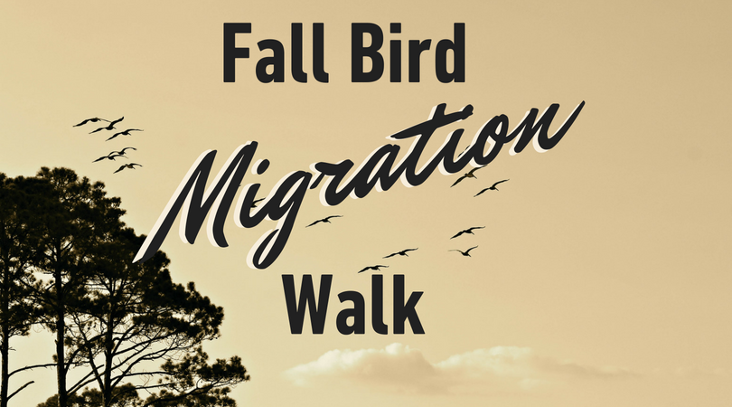 Fall Bird Migration Walk graphic