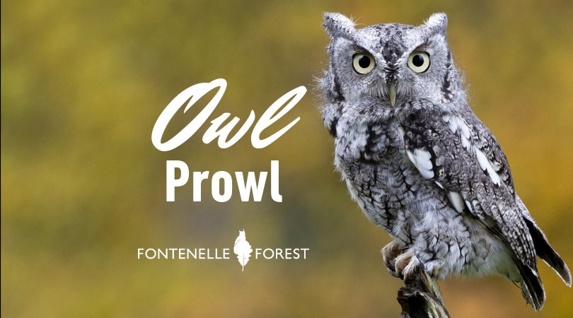 Owl Prowl graphic