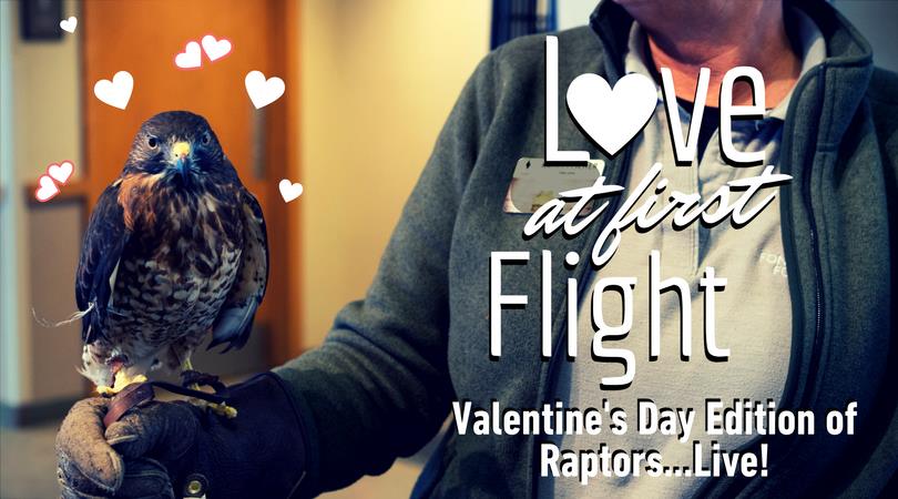 Love at First Flight graphic