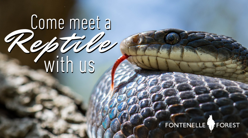 Come Meet a Reptile with Us graphic