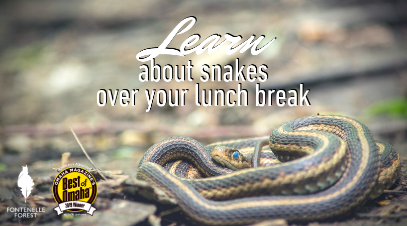 Learn about Snakes over your Lunchbreak infographic