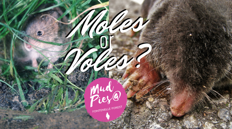 Moles or Voles infographic