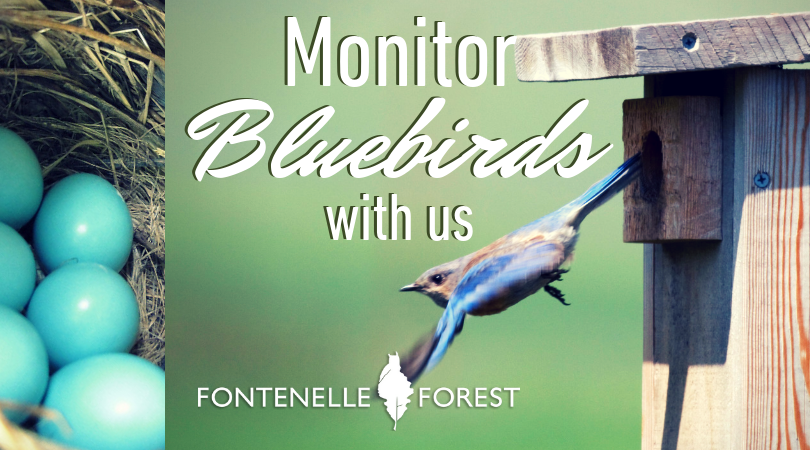 Monitor Bluebirds With us Infographic