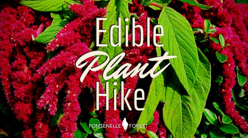 Edible Plant Hike graphic
