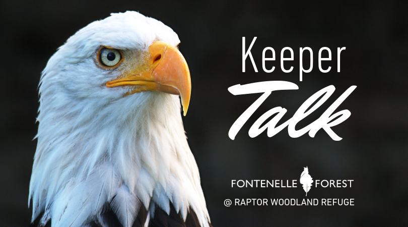 Keeper Talk Bald Eagle graphic