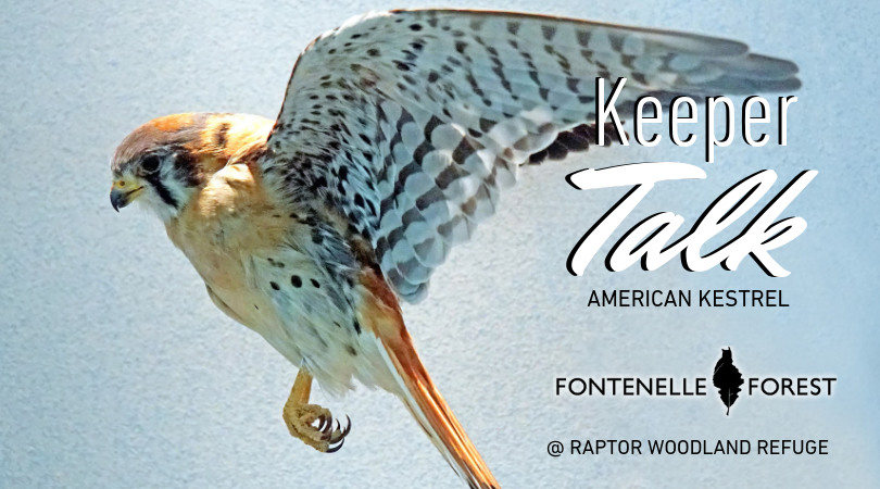 Keeper Talk American Kestrel graphic