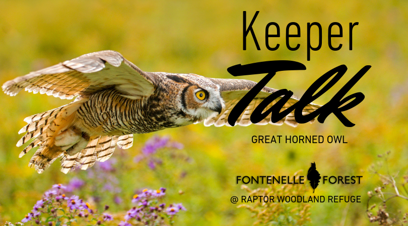 Keeper Talk Great Horned Owl graphic