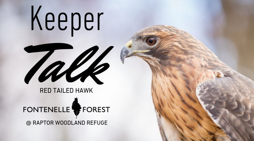 Keeper Talk Red Tailed Hawk graphic