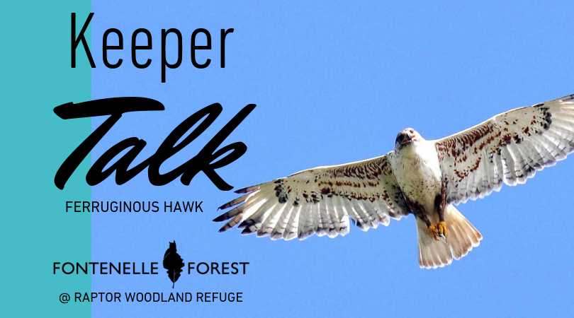 Keeper Talk Ferruginous Hawk graphic