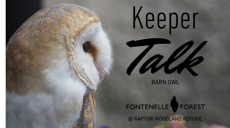 Keeper Talk Barn Owl graphic