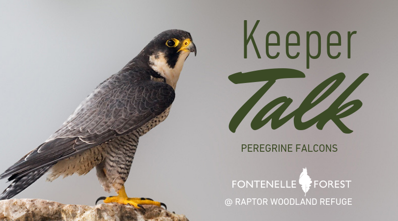 Keeper Talk Peregrine Falcons graphic