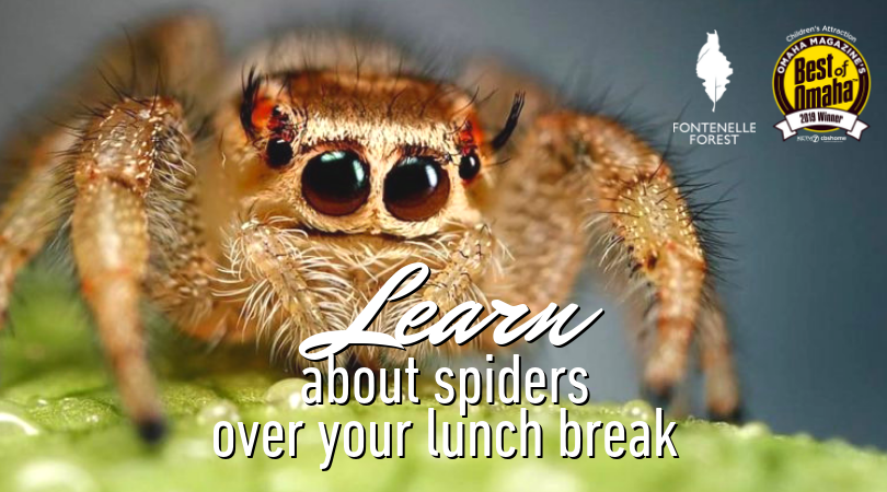 Learn about Spider over your Lunchbreak graphic
