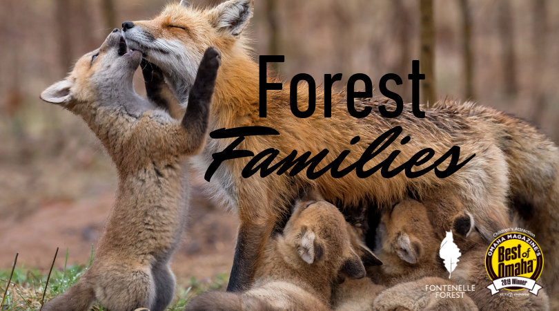 Forest Families graphic
