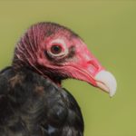Image of a turkey vulture