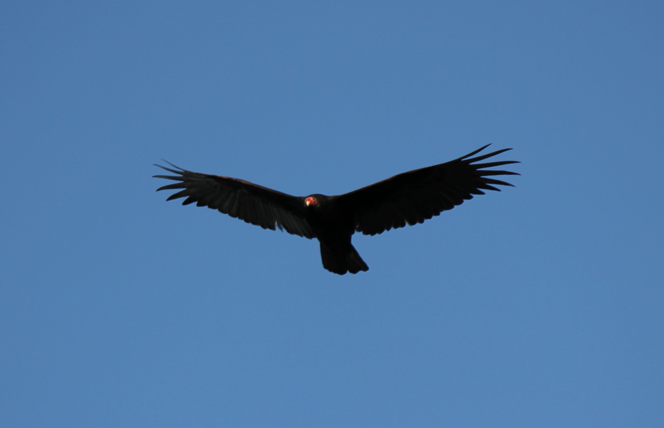 Image of a flying turkey vulture