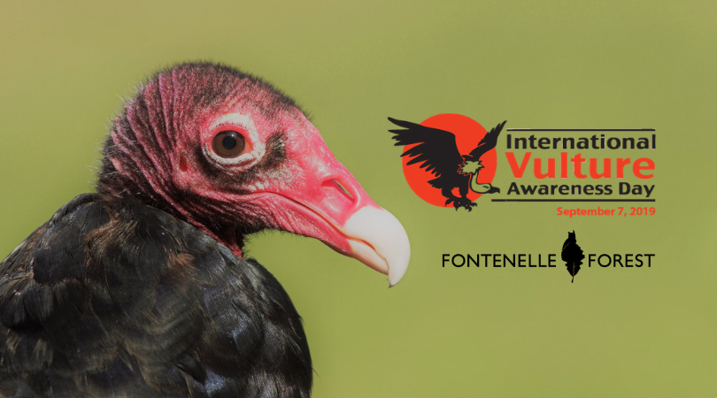 International Vulture Awareness Day graphic