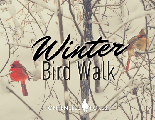 Winter Bird Walk infographic