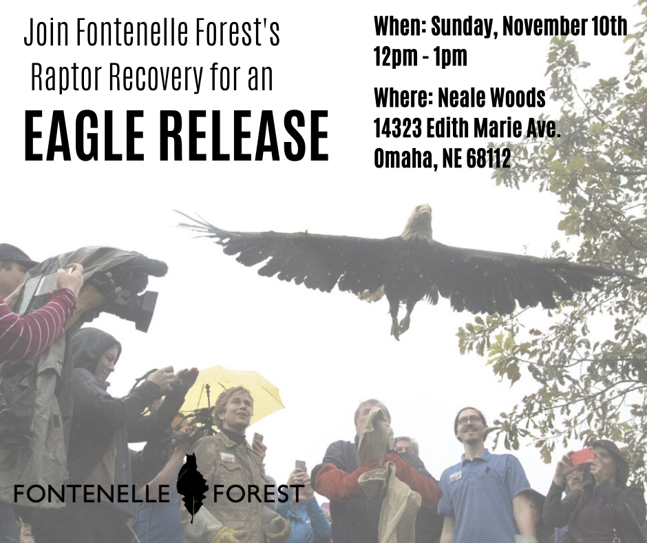 A picture with a bird flying and several people crowded around. There is the text Join Fontenelle Forest's Raptor Sanctuary for an EAGLE RELEASE When: Sunday, November 10th 12pm -1pm Where: Neale Woods 14323 Edith Marie Ave. Omaha, NE 68112" and the Fontenelle Forest logo in black.