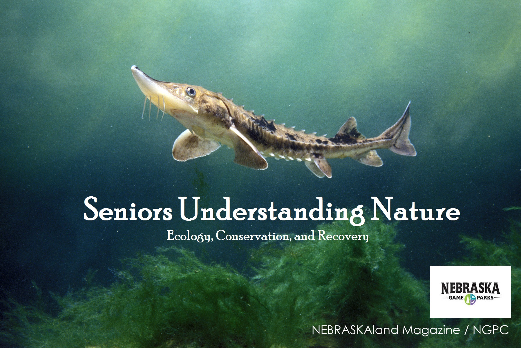 a picture of a Pallid Sturgeon underwater with the text, "Seniors Understanding Nature Ecology, Conservation, and Recovery" then farther down, "NEBRASKAland Magazine / NGPC" and the NEBRASKA GAME AND PARKS logo