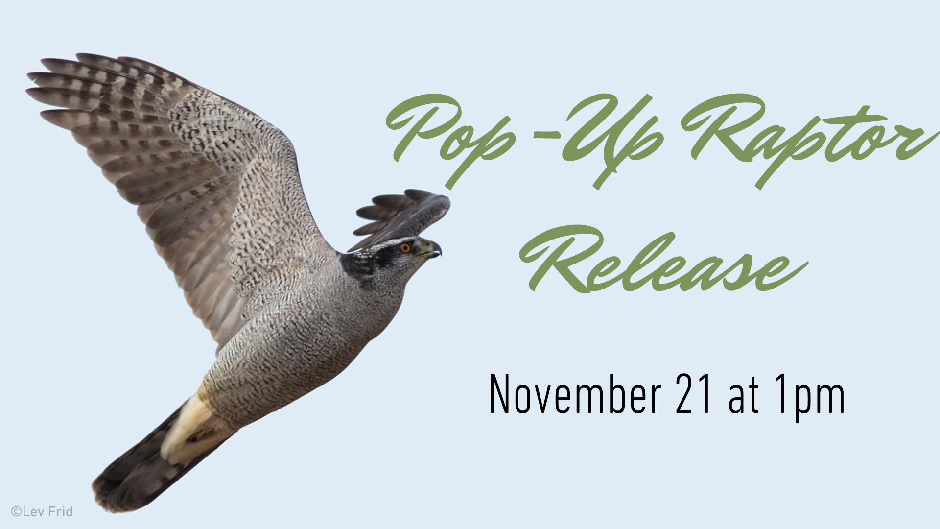 A northern Goshark hawk with the text, "Pop-UP Raptor Release November 21 at 1pm"