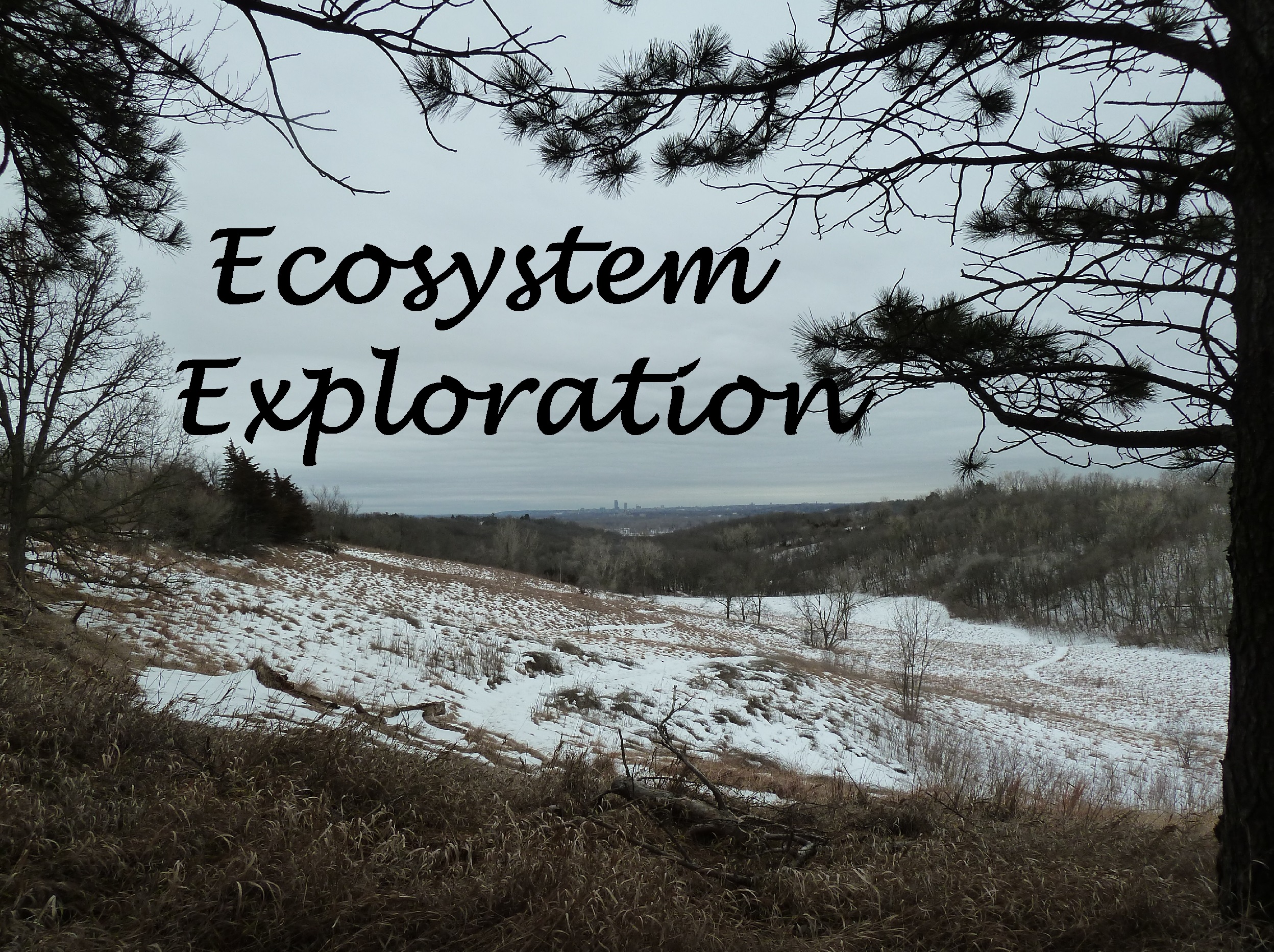 a picture of white ground looking through trees with the text, "Ecosystem Exploration"