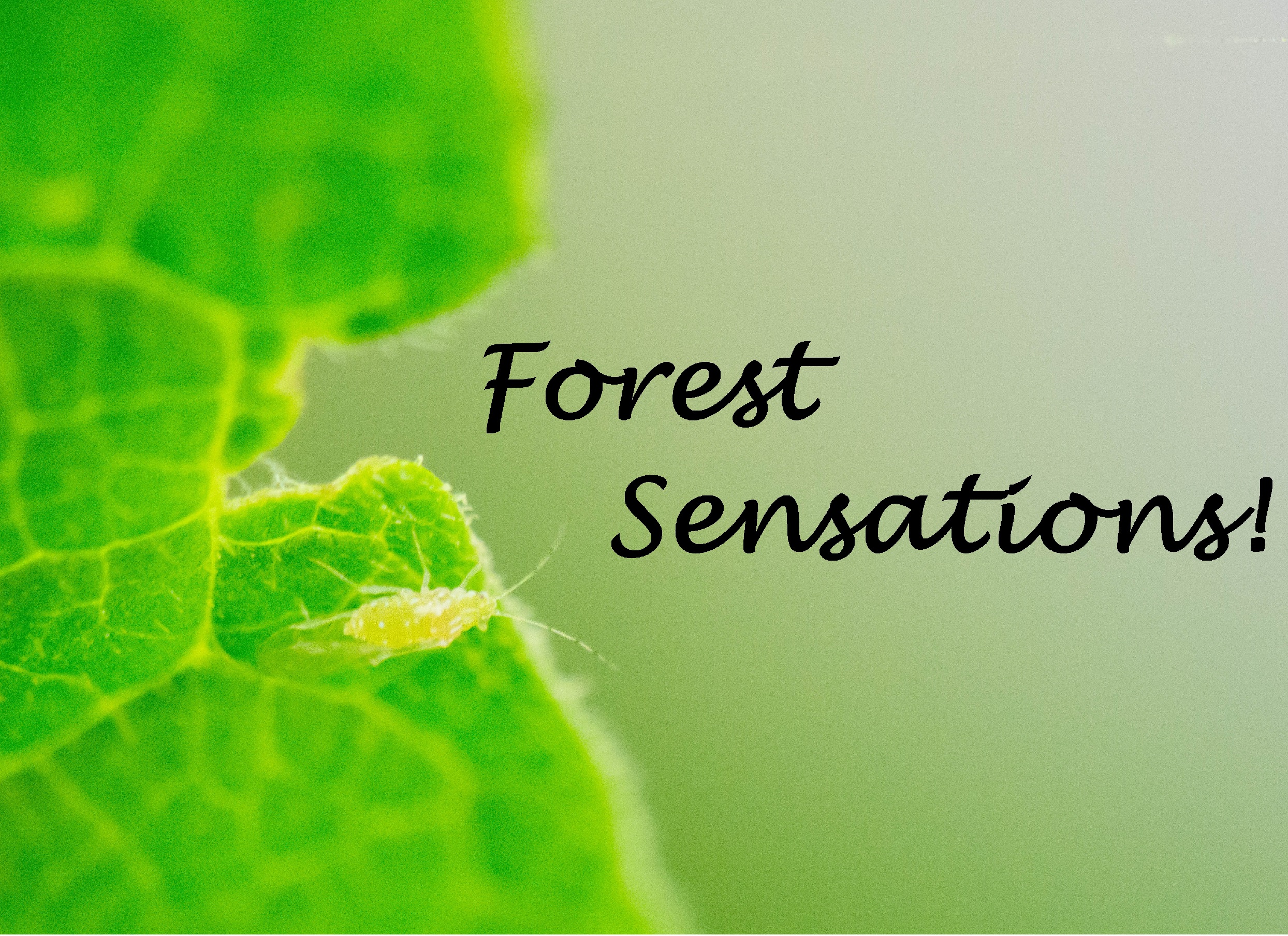 a closeup of a text with the black text, "Forest Sensations!".