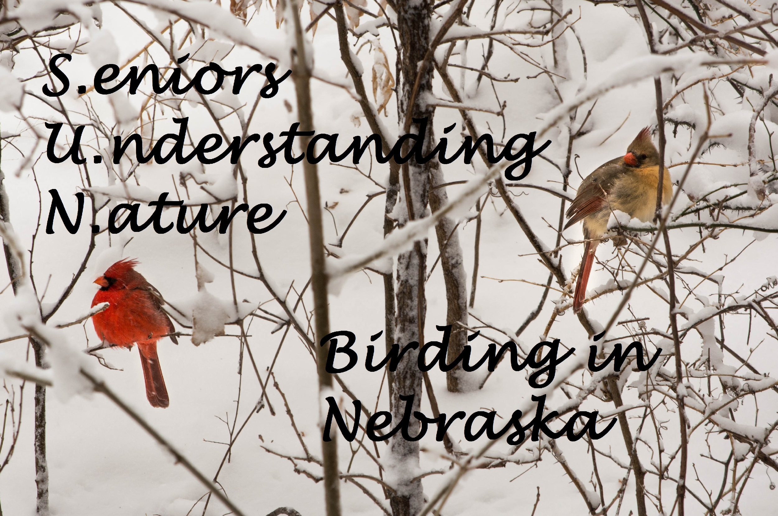 two cardinals in the woods in winter with the text, "Seniors Understanding Nature Birding in Nebraska"