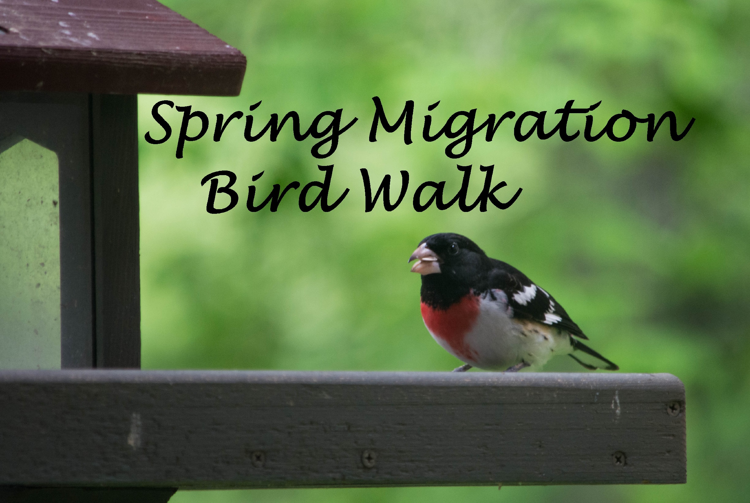 a bird on a board with the text, "Spring Migration Bird Walk".