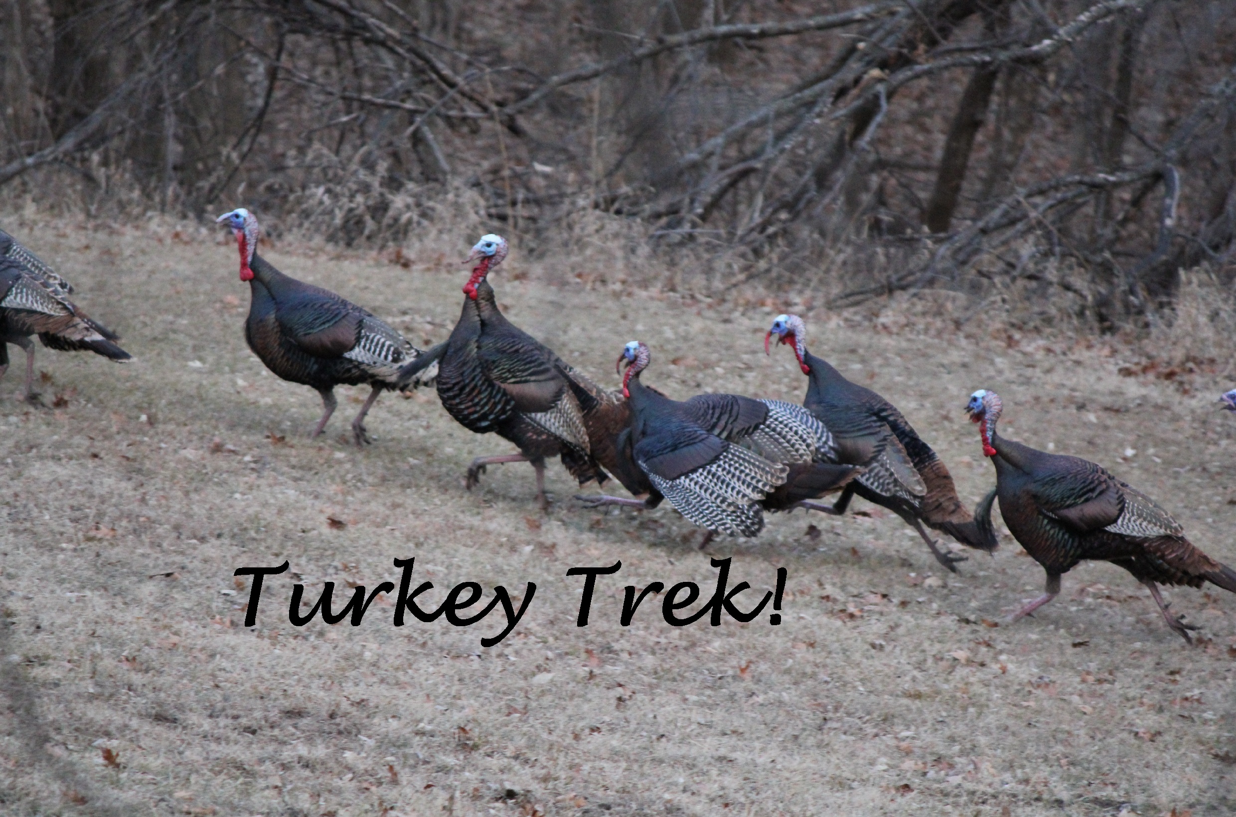 a picture of turkeys with the black text, "Turkey Trek!".