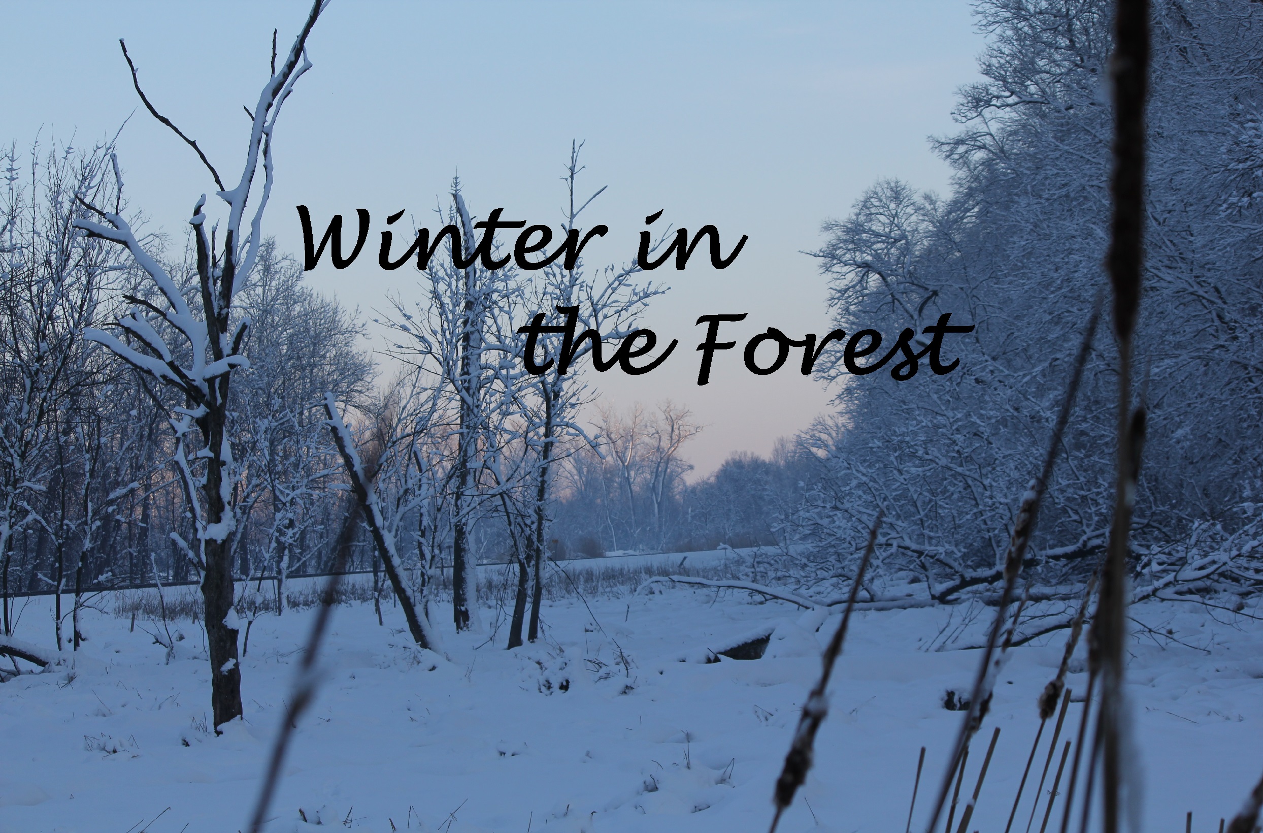 A picture of trees in the winter with the text, "Winter in the Forest".