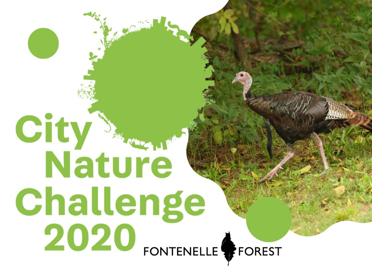 a picture of a turkey with the text, "City Nature Challenge 2020" and the Fontenelle Forest logo