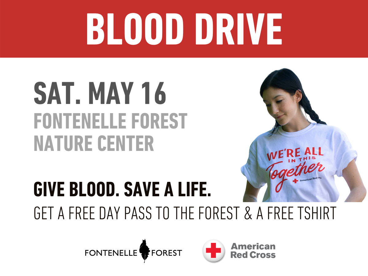 a white background. It has a red header with the white text "BLOOD DRIVE". It has the gray text in the body, "SAT. MAY 16 FONTENELLE FOREST N ATURE CENTER", a picture of a girl with a white tshirt in red text, And the black text, "GIVE BLOOD. SAVE A LIFE, GET A FREE DAY PASS TO THE FOREST & FREE TSHIRT" and the Fontenelle Forest in black, the American Red Cross logo with the label "American Red Cross".