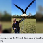 a CNN article Thumbnail with a picture of a person handling an eagle. It has the text, "CNN.COM Bald eagles across the United States are dying from lead poisoning."