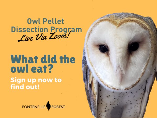 a picture of an owl with the text, "Owl Pellet Dissection Program Live Via Zoom! What did the owl eat? Sign up now to find out!" and the Fontenelle Forest logo