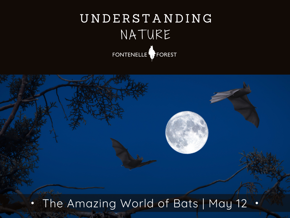 A picture of bats at night flying past a full moon. It has a black heading with white text that says, "UNDERSTANDING NATURE" and the Fontenelle Forest logo. It has a black banner near the bottom of the picture. It has the white text, "The Amazing World of Bats I May 12"