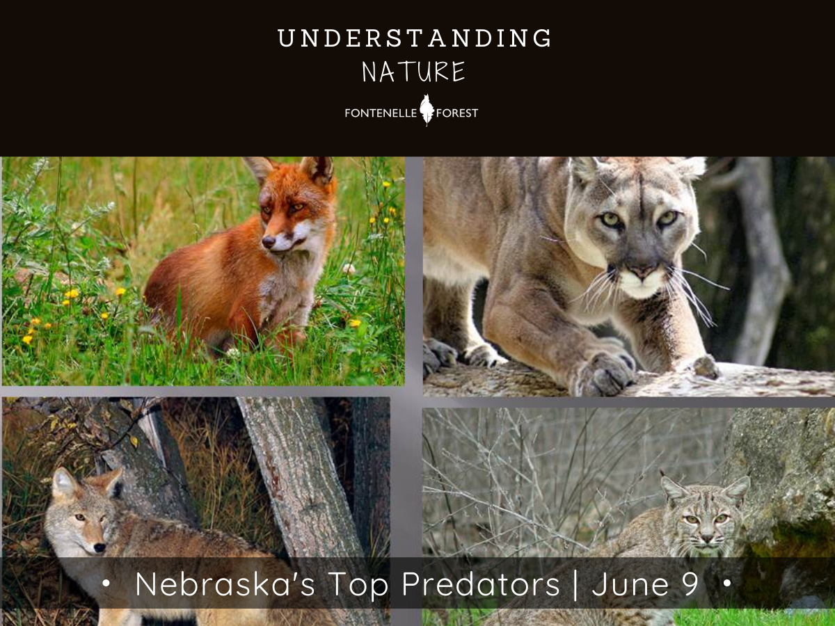 a group of three pictures of predators outside with the a black heading that says, "UNDERSTANDING NATURE" and the Fontenelle Forest logo. Near the bottom it has a gray banner that says, "Nebraska's Top Predators I June 9"