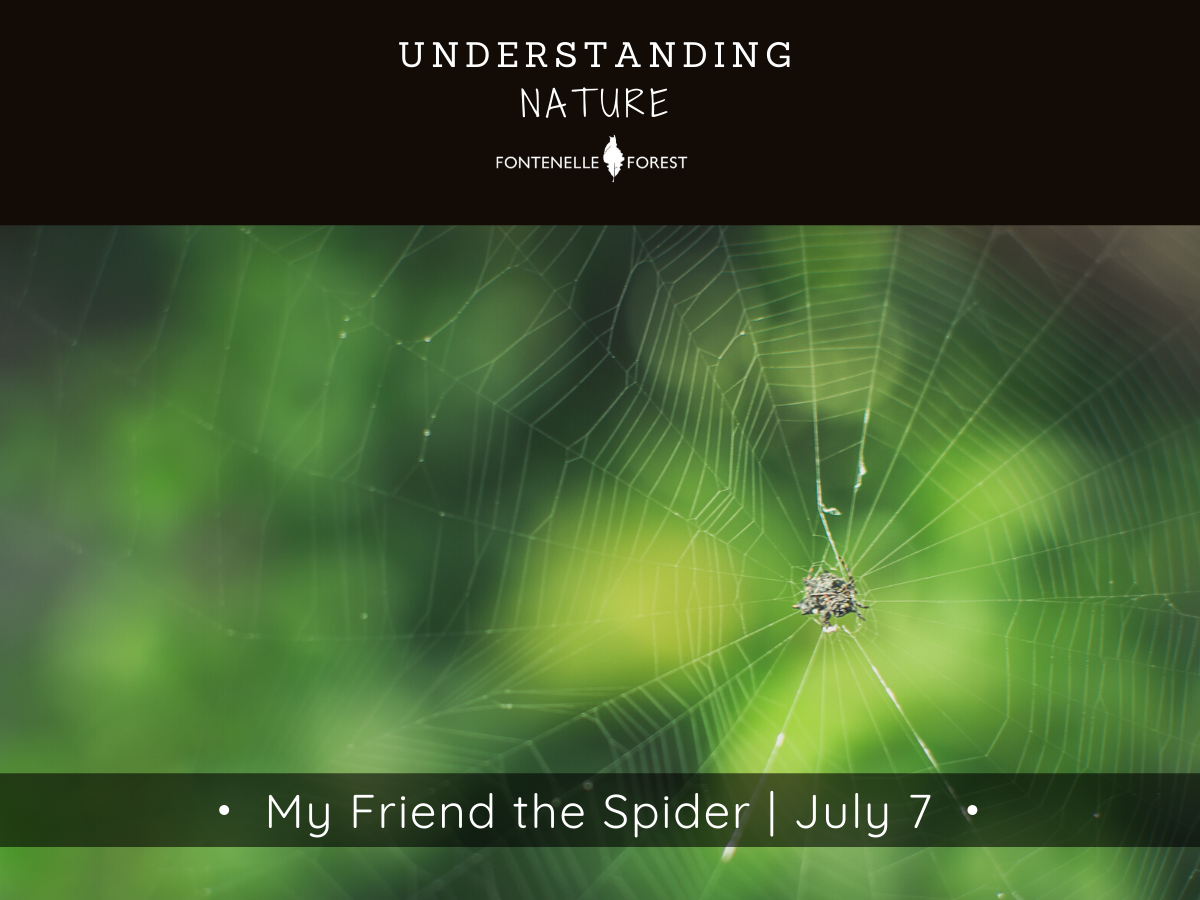 A picture of a spider in the middle of it's web in summer. There is a black header with white text at the top that says, "UNDERSTANDING NATURE" then has the Fontennelle Forest logo. Near the bottom of the picture is a banner that says, "My Friend the Spider I July 7".